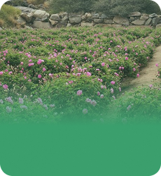Tour Image